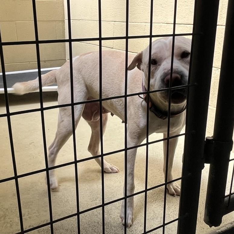 Enlarge CoCo, a Adoptable mixed breed in Clarksville, VA image 3/6