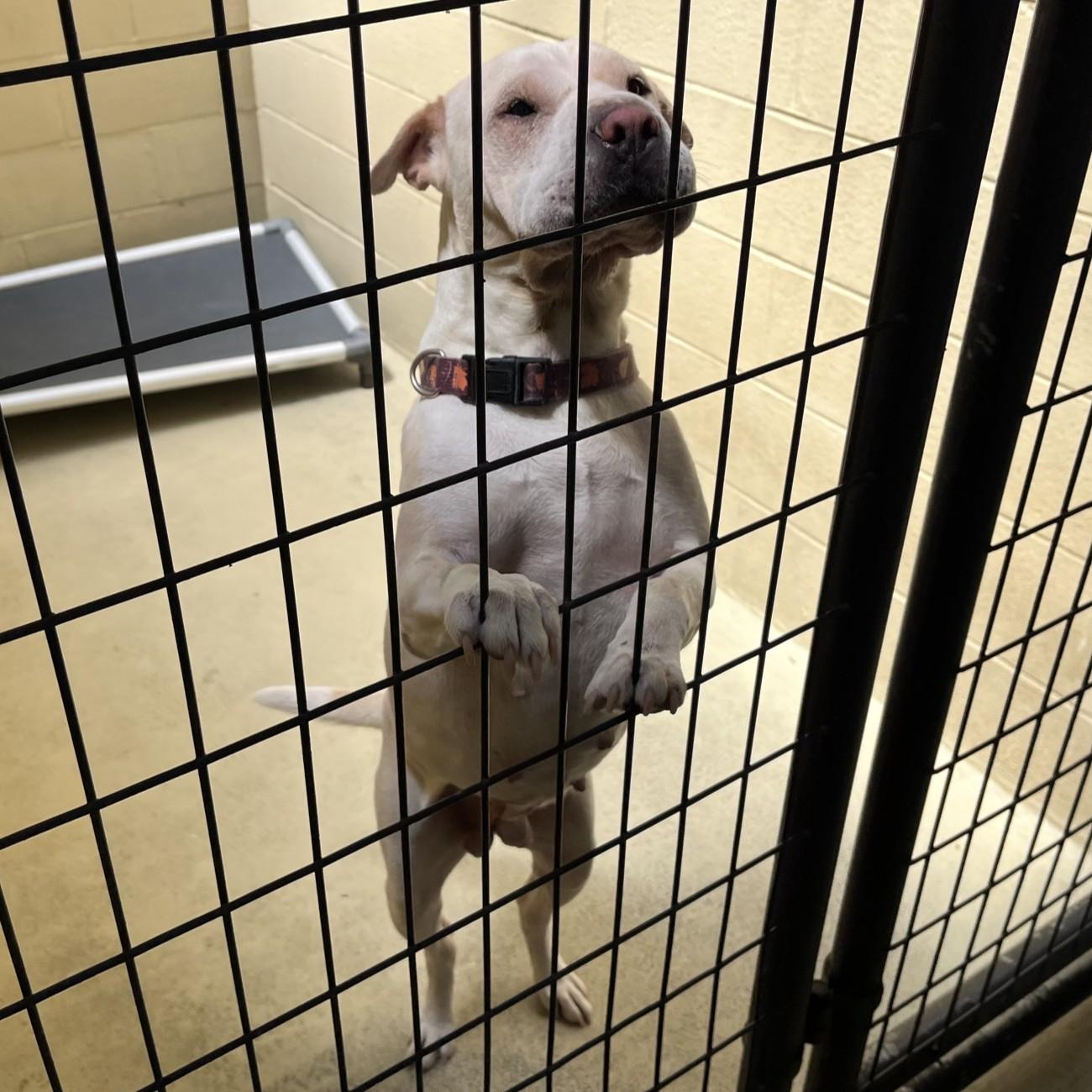 Enlarge CoCo, a Adoptable mixed breed in Clarksville, VA image 5/6