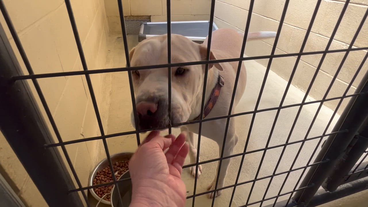 Enlarge CoCo, a Adoptable mixed breed in Clarksville, VA video 6/6