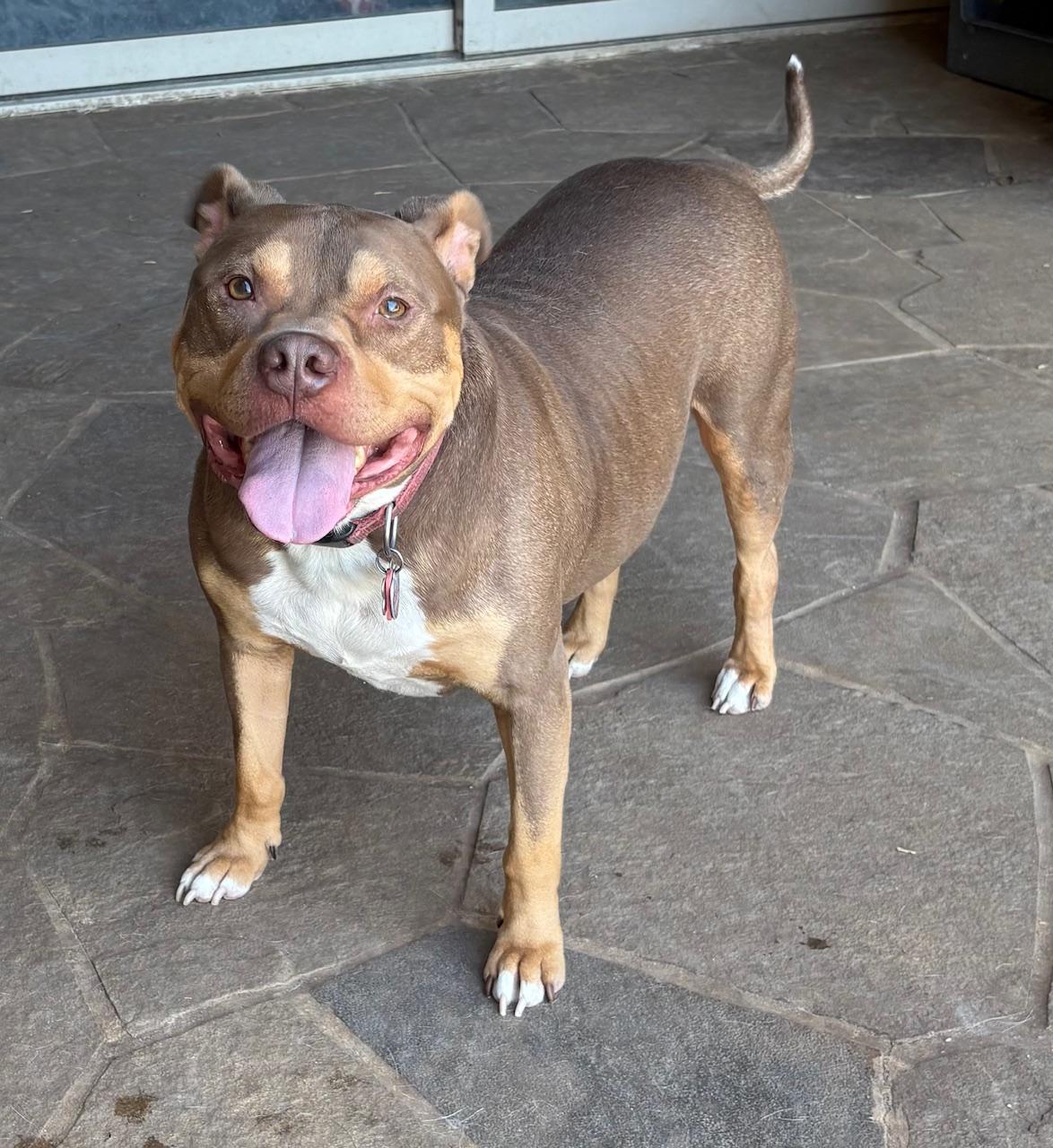 Phoenix, a Adoptable American Bully in Fort Worth , TX image 4/4