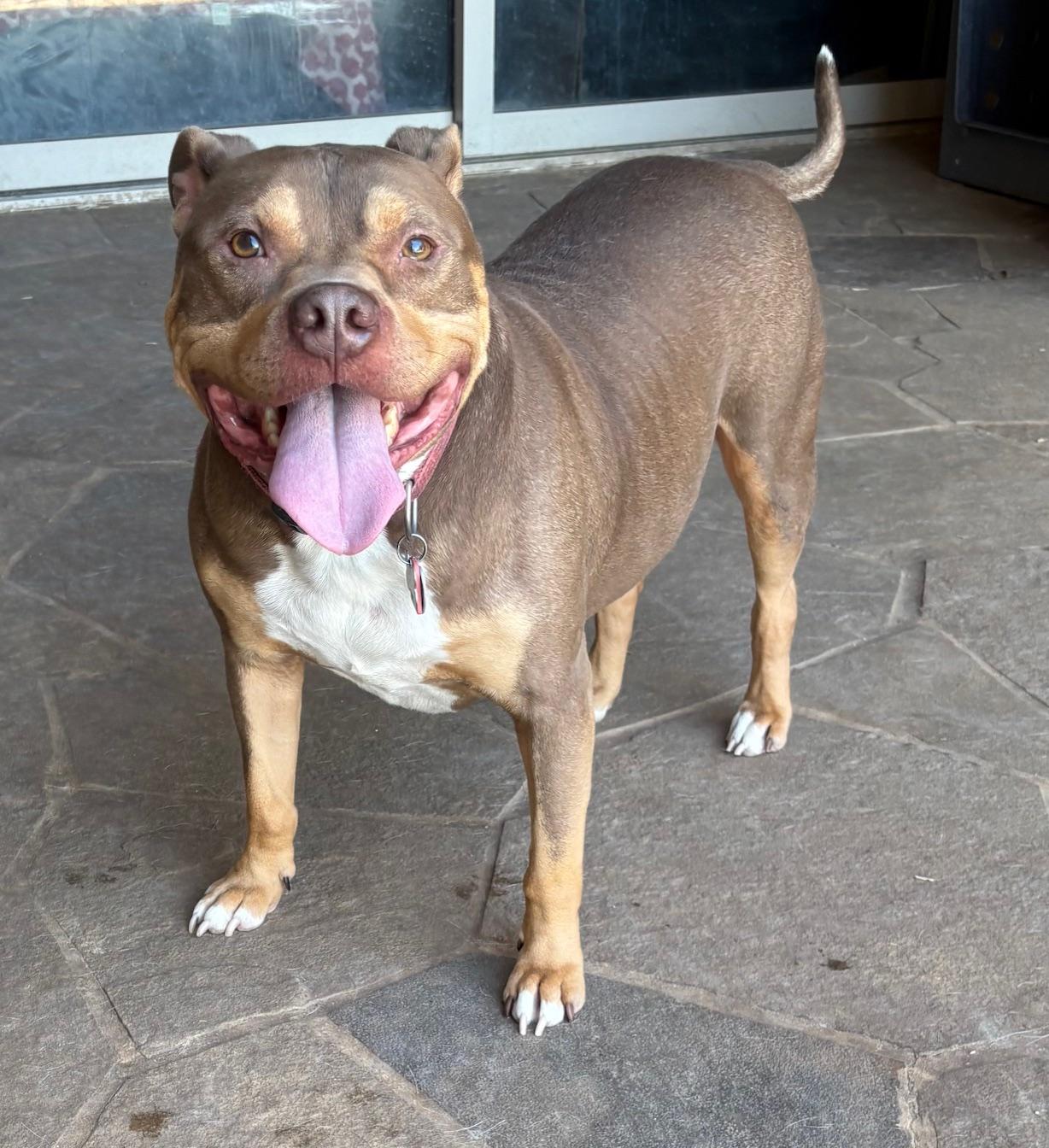 Phoenix, a Adoptable American Bully in Fort Worth , TX image 1/4