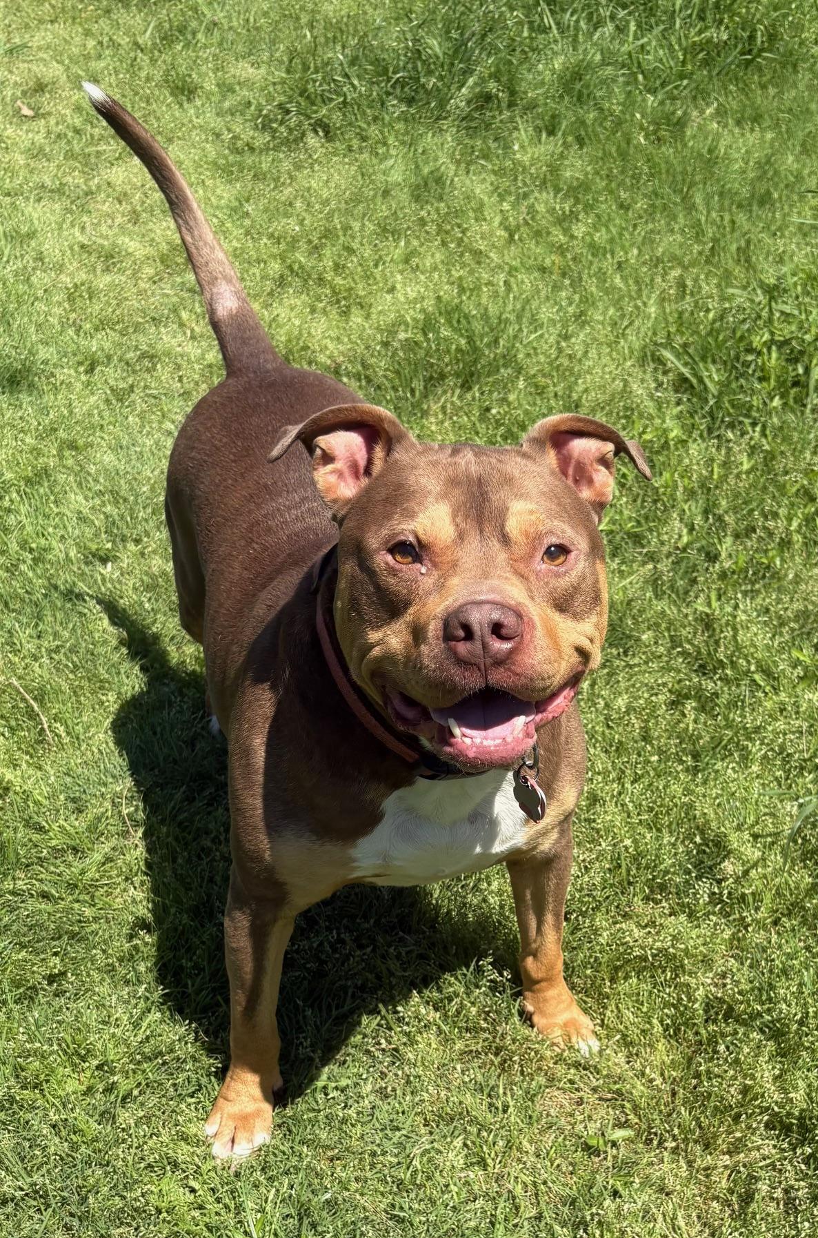 Phoenix, a Adoptable American Bully in Fort Worth , TX image 2/4