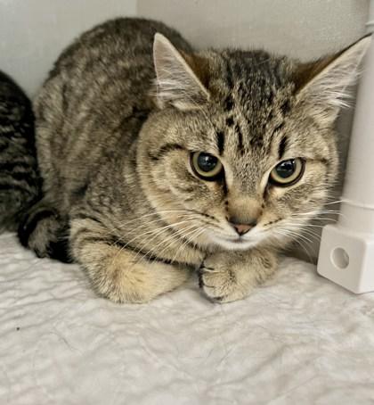 Cyprus, Cairo and Canary Bonded Pair or Companion Cat, a ADOPTABLE Domestic Short Hair in Waterdown, ON image 2/3