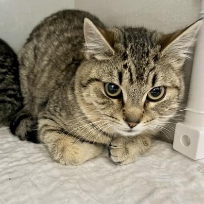 Cyprus, Cairo and Canary ( Bonded Pair or Companion Cat ), a ADOPTABLE Domestic Short Hair in Waterdown, ON image 2/3