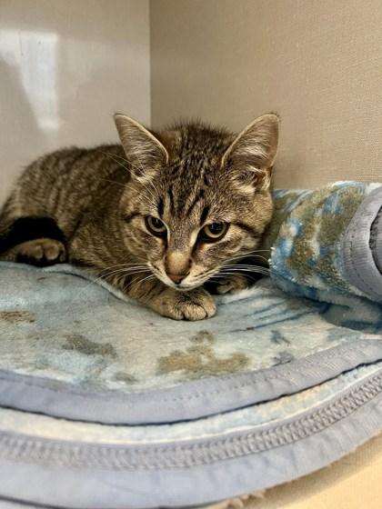Cyprus, Cairo and Canary Bonded Pair or Companion Cat, a ADOPTABLE Domestic Short Hair in Waterdown, ON image 1/3