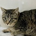 Cyprus, Cairo and Canary ( Bonded Pair or Companion Cat ), a ADOPTABLE Domestic Short Hair in Waterdown, ON image 3/3
