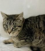 Cyprus, Cairo and Canary Bonded Pair or Companion Cat, a ADOPTABLE Domestic Short Hair in Waterdown, ON image 3/3