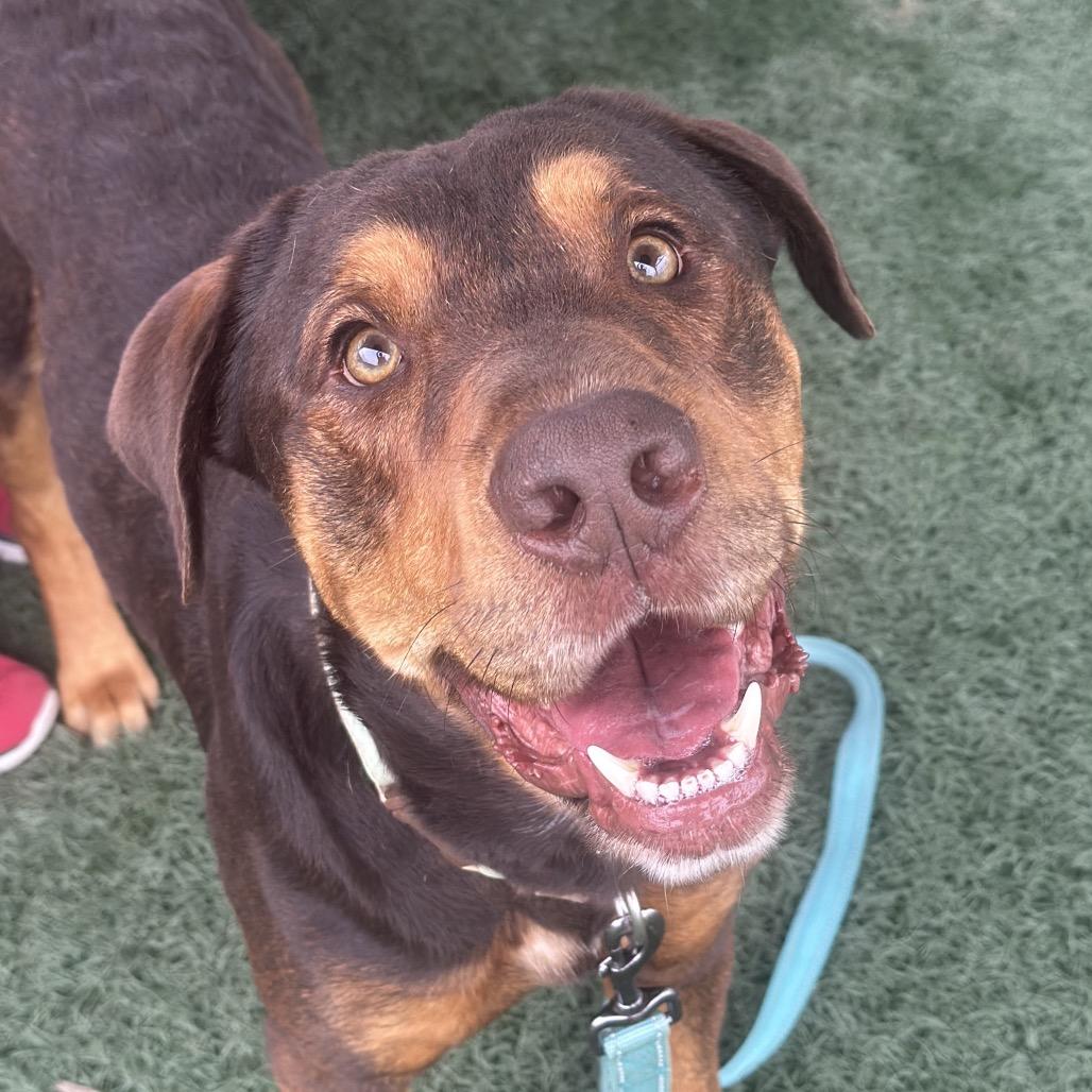 Dos, Adoptable, Adult Male Redbone Coonhound & Shepherd.