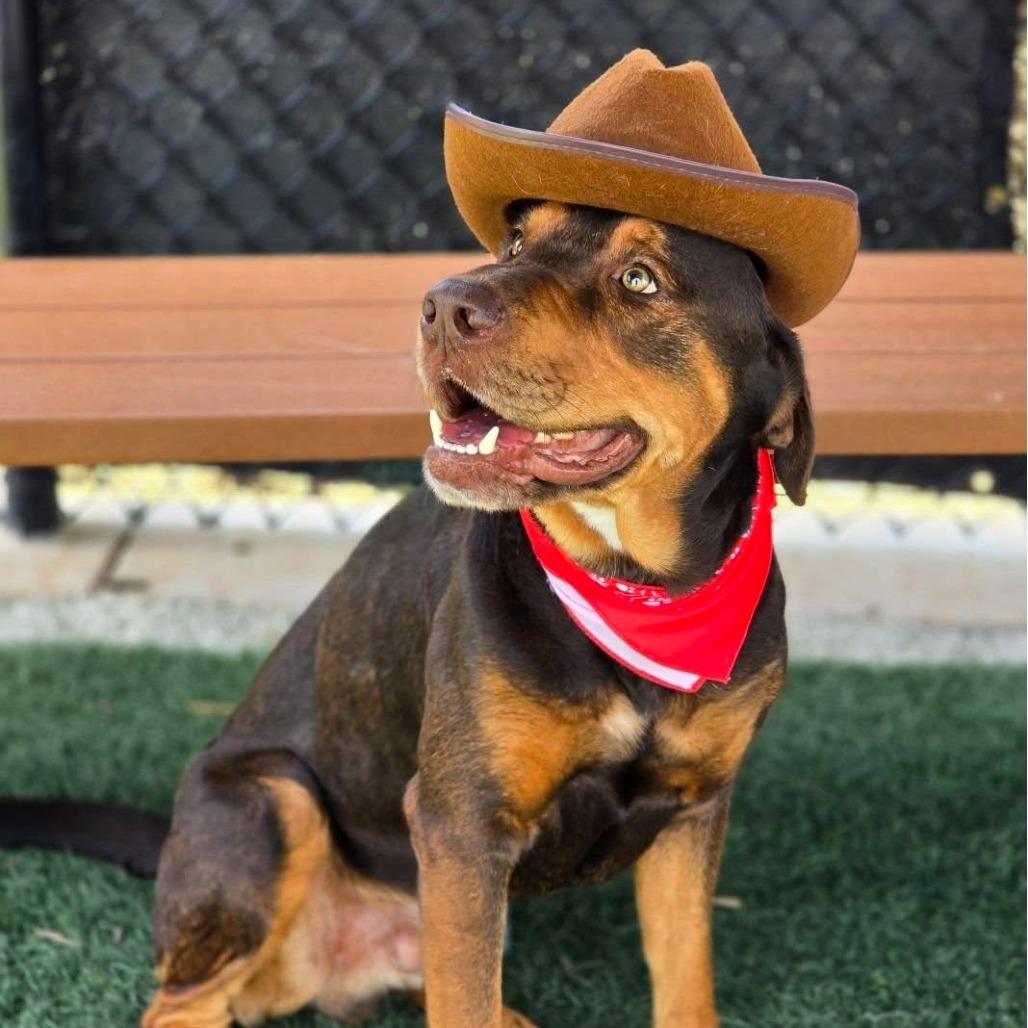 Dos, a Adoptable mixed breed in Gainesville, GA image 3/6