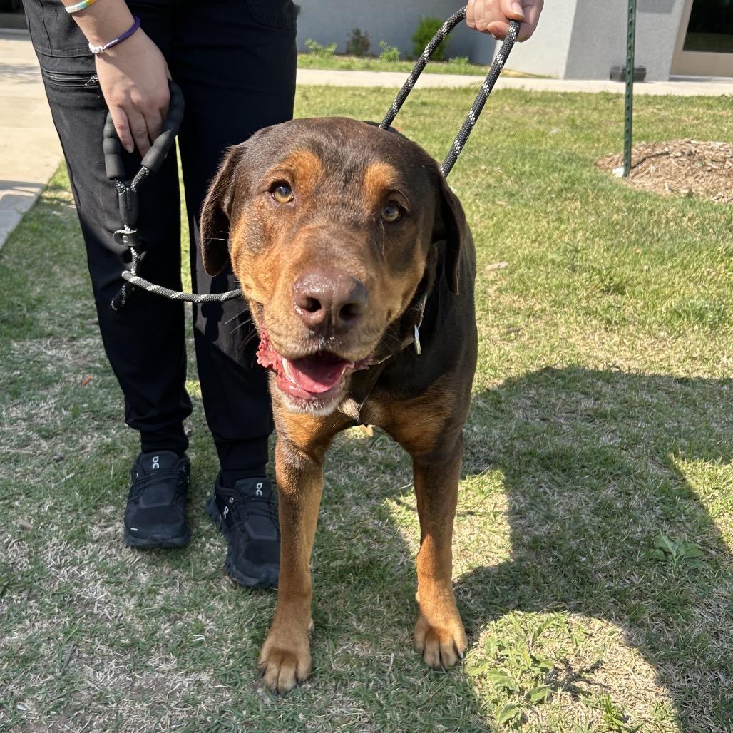Dos, a Adoptable mixed breed in Gainesville, GA image 4/6
