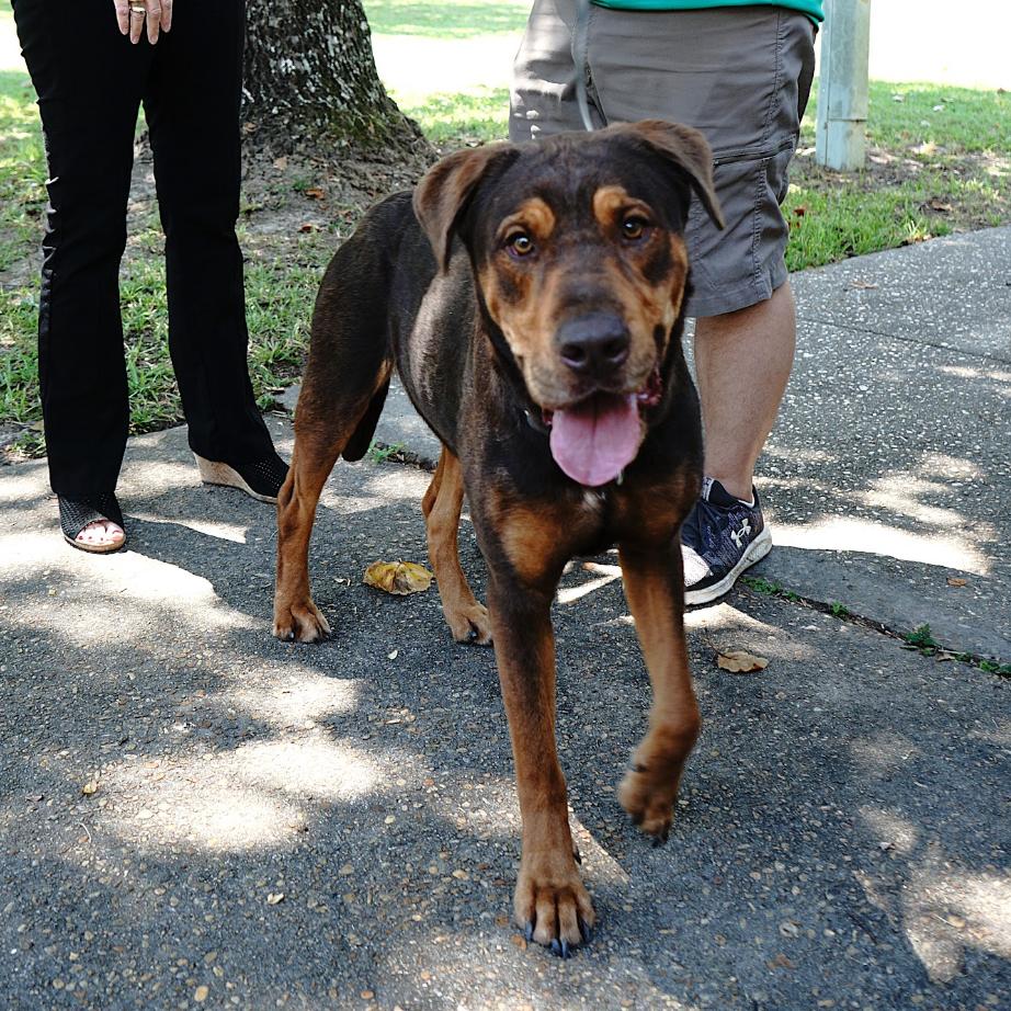 Dos, a Adoptable mixed breed in Gainesville, GA image 5/6