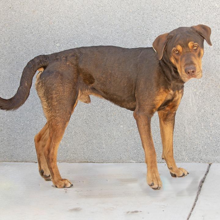 Dos, a Adoptable mixed breed in Gainesville, GA image 6/6