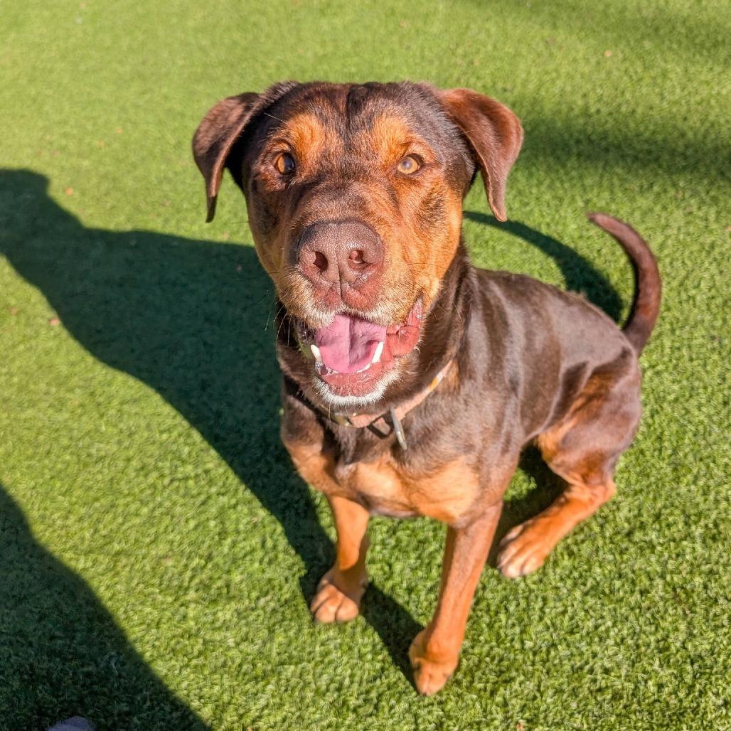 Dos, a Adoptable mixed breed in Gainesville, GA image 6/6
