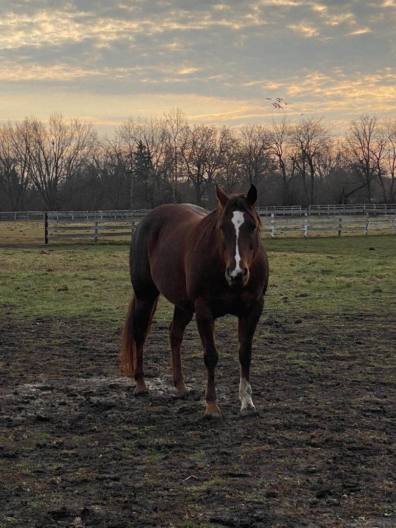 Whisper, a Adoptable mixed breed image 1/3