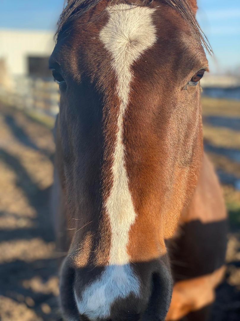 Whisper, a Adoptable mixed breed image 2/3