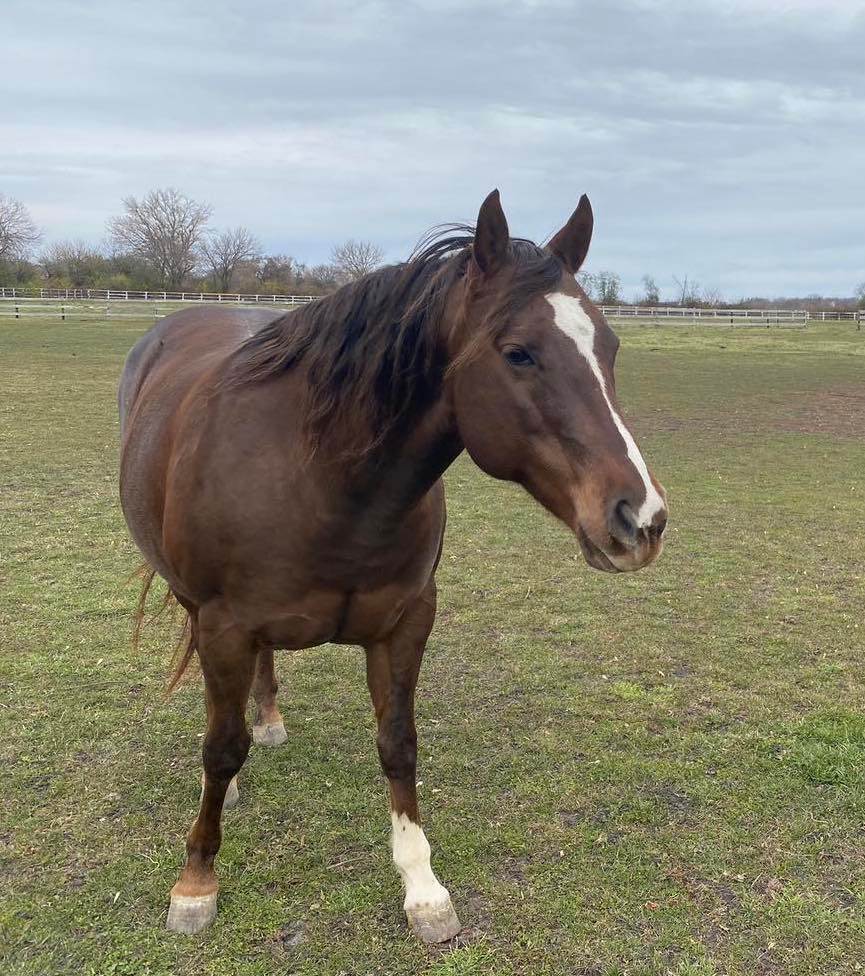 Whisper, a Adoptable mixed breed image 3/3