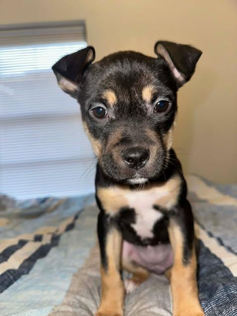 Enlarge Clover, an adopted mixed breed in Wichita Falls, TX image 2/3