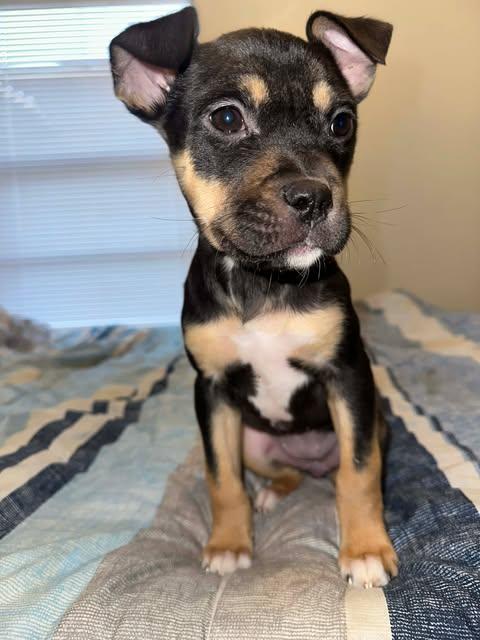 Enlarge Clover, an adopted mixed breed in Wichita Falls, TX image 1/3