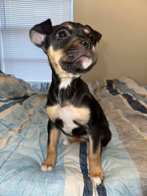 Enlarge Clover, an adopted mixed breed in Wichita Falls, TX image 3/3