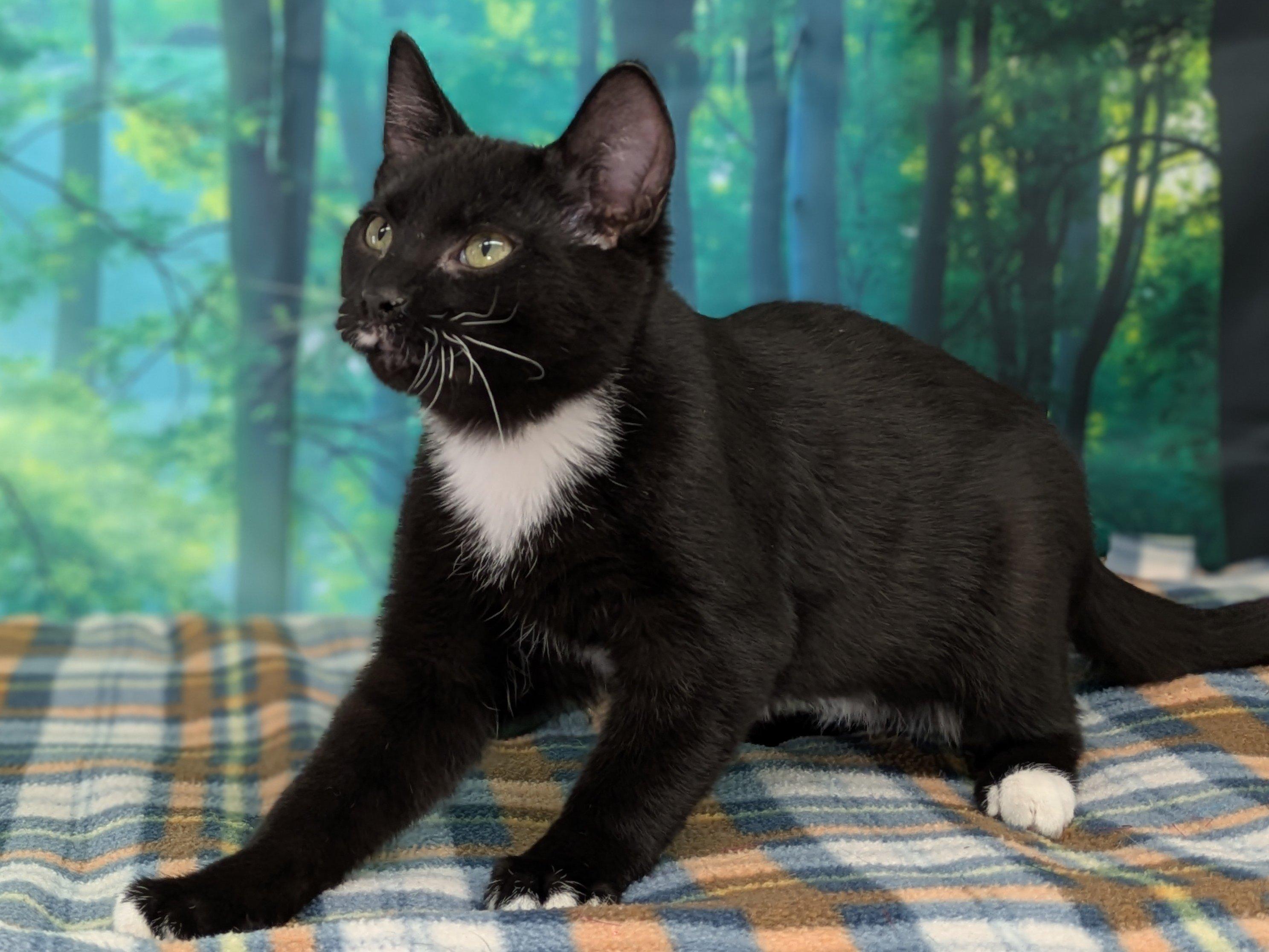 Hershey, a Adoptable mixed breed in Monroe, WA image 6/6