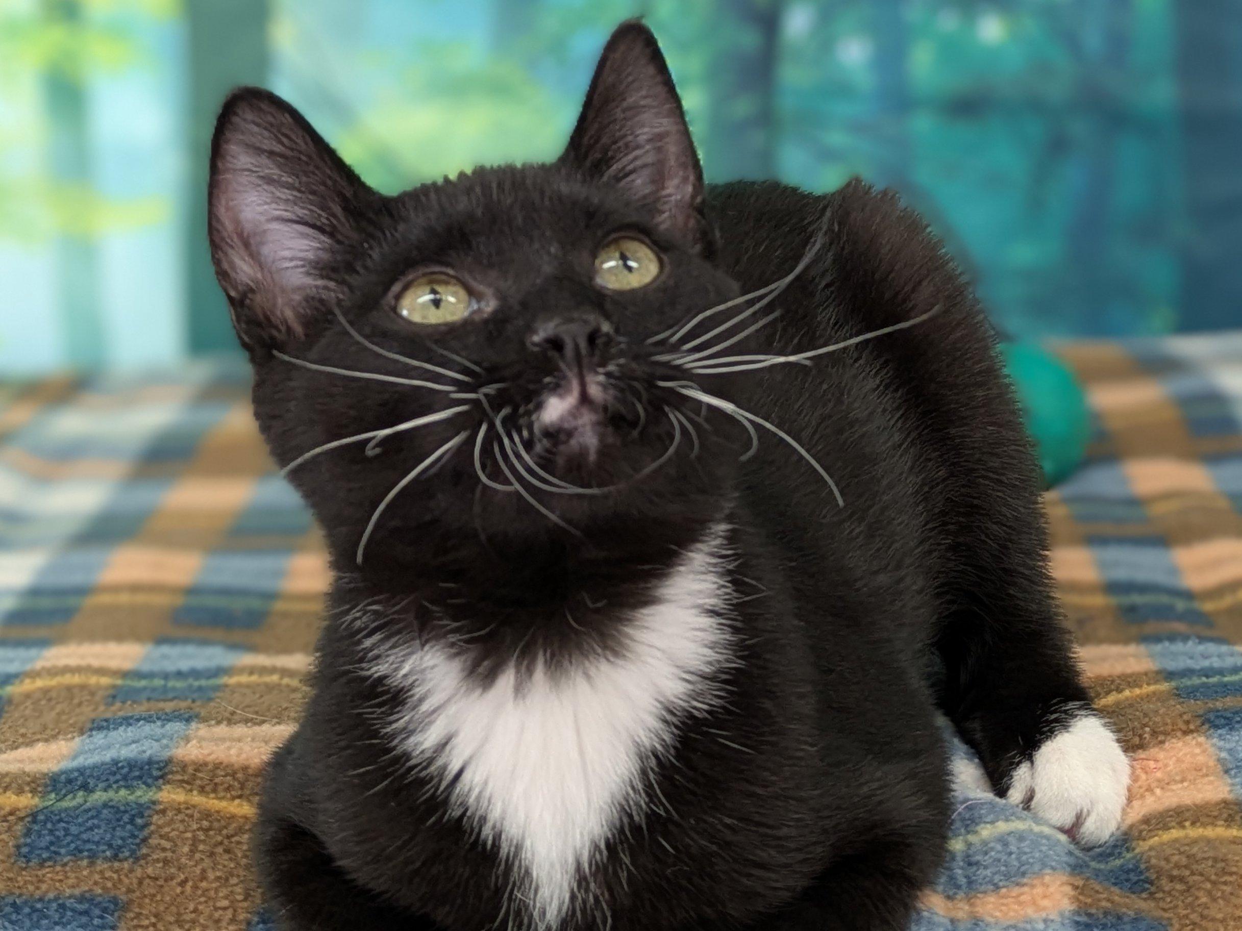 Hershey, Adoptable, Kitten Male Tuxedo & Domestic Short Hair.