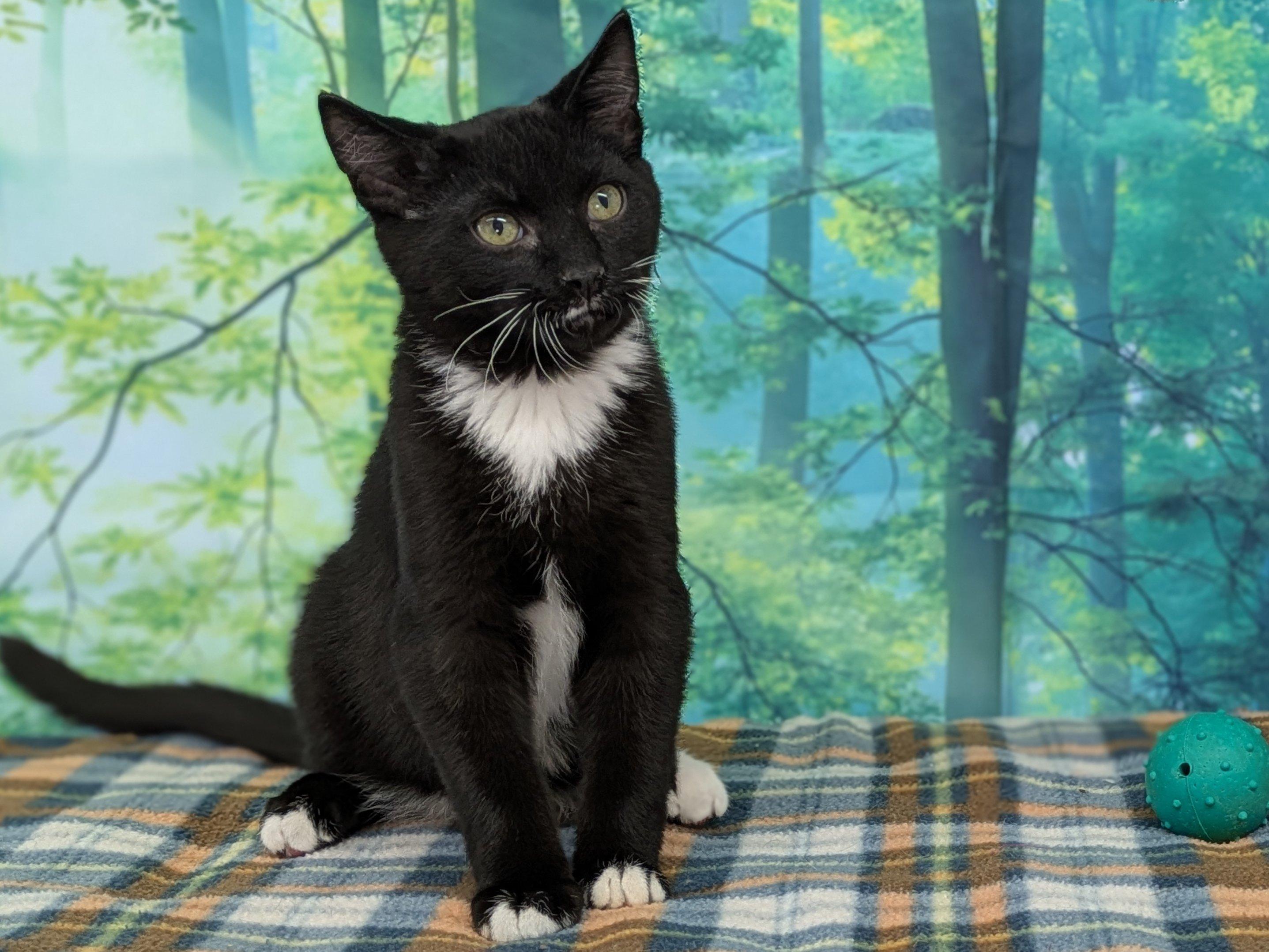 Hershey, Adoptable, Kitten Male Tuxedo & Domestic Short Hair.