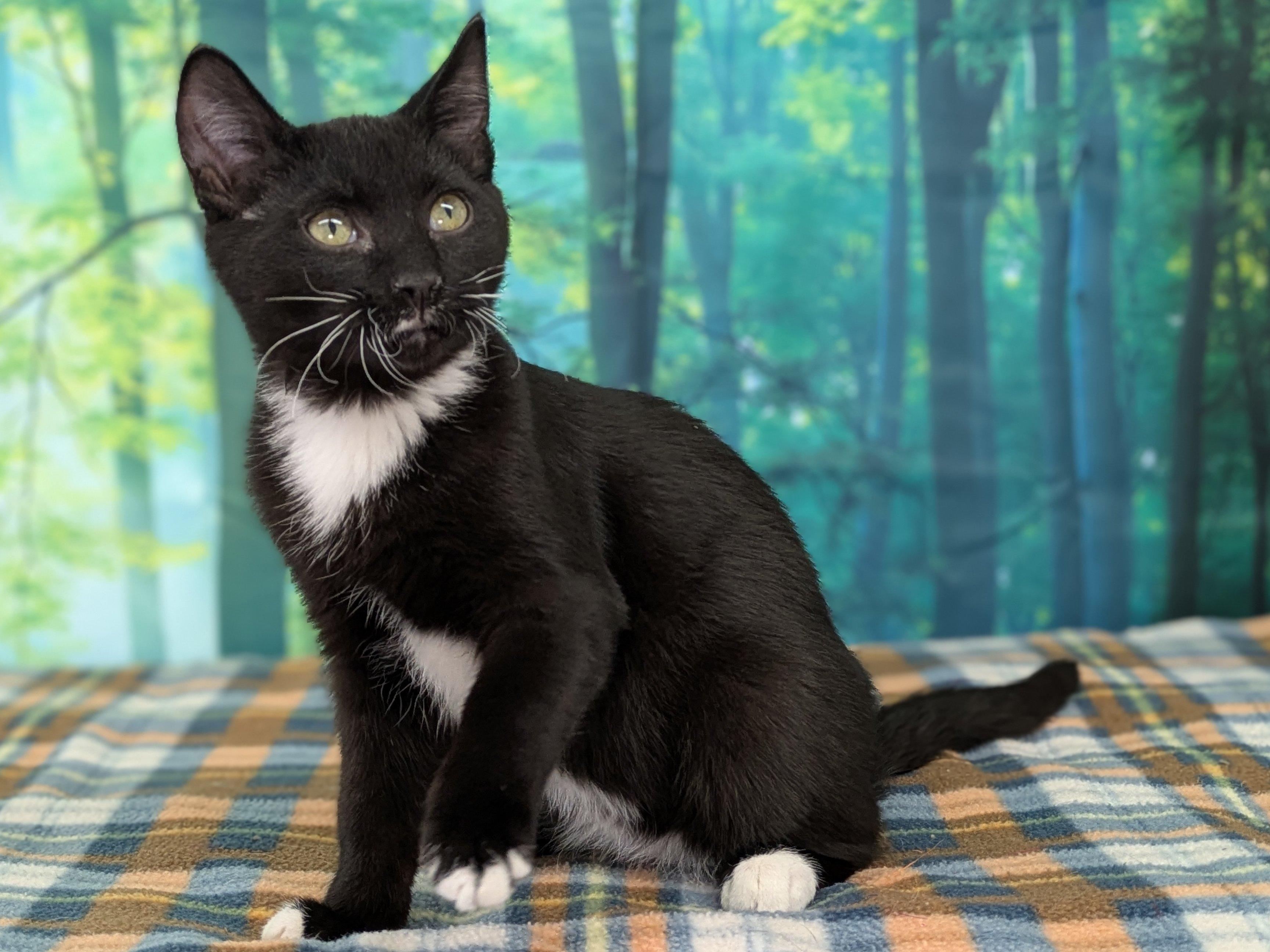 Hershey, a Adoptable mixed breed in Monroe, WA image 4/6