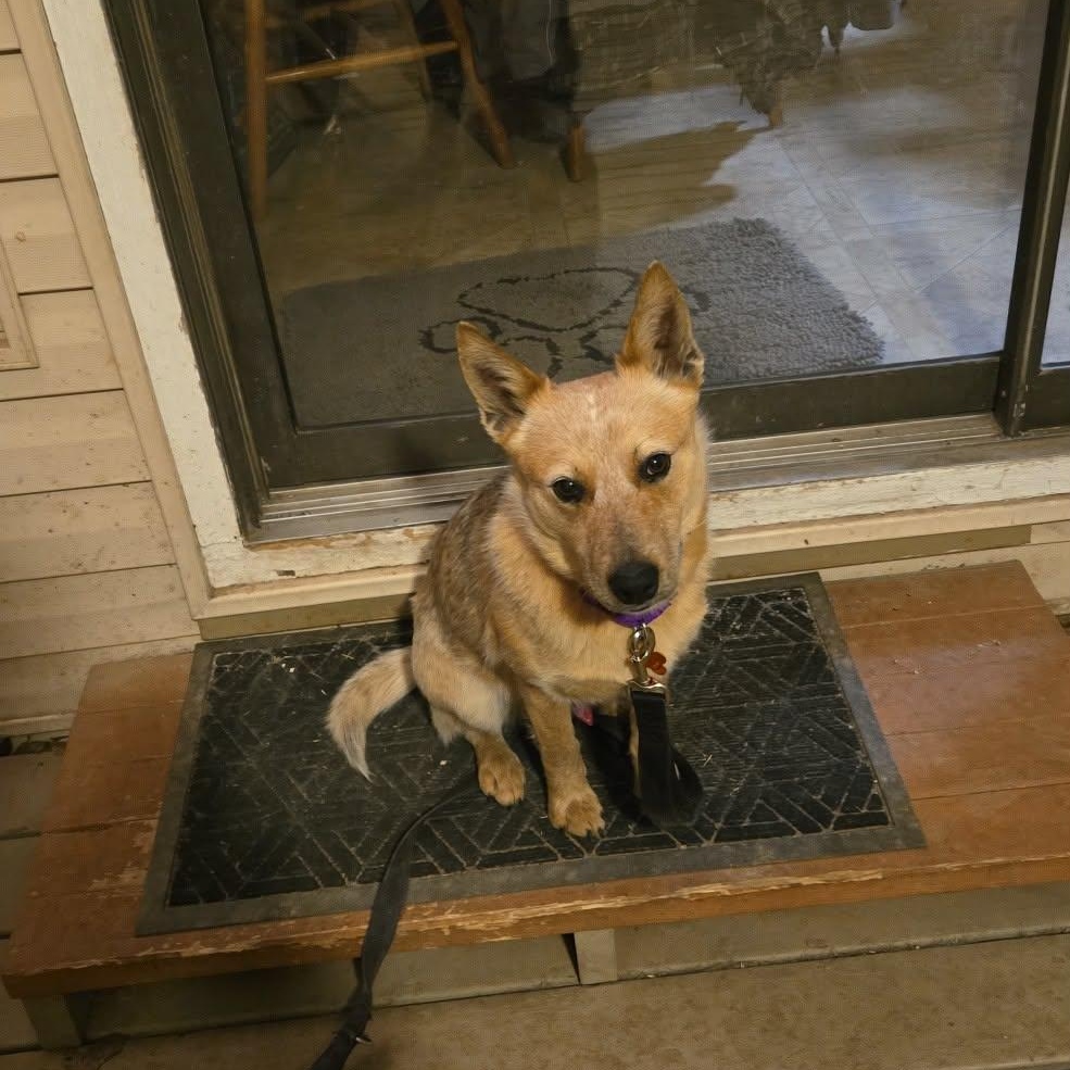 Wylie, an adopted mixed breed in Springfield, MO image 4/6