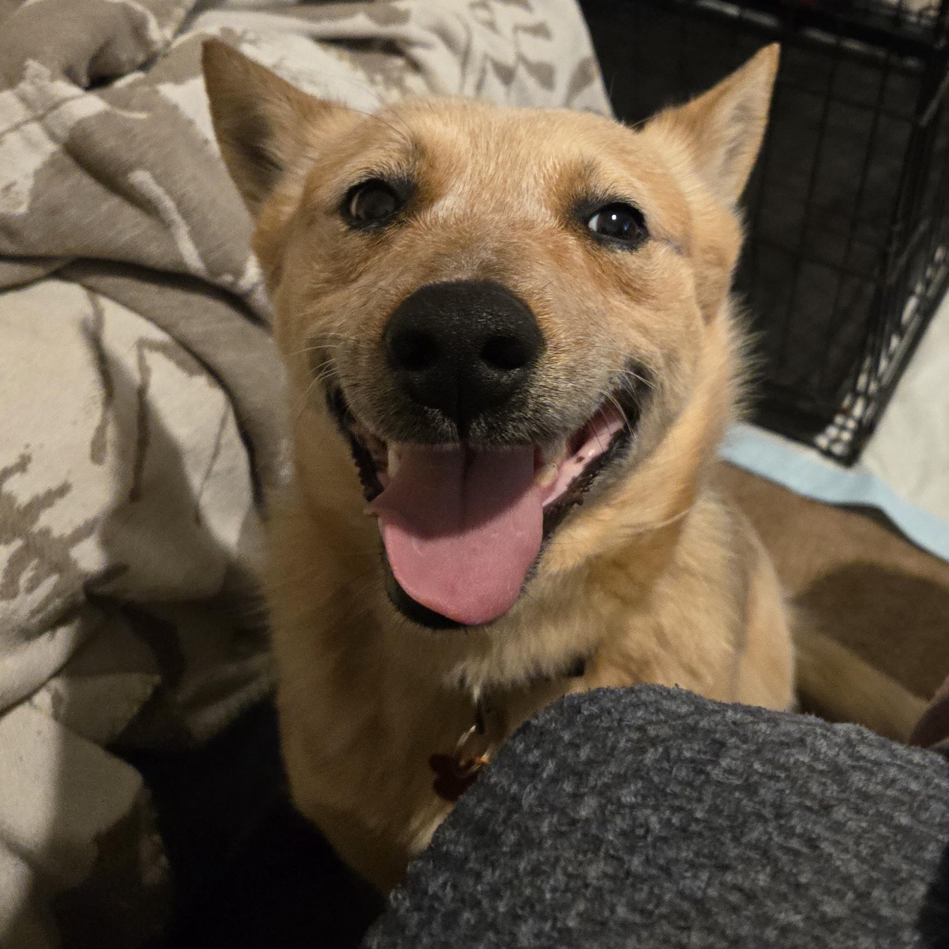 Wylie, an adopted mixed breed in Springfield, MO image 5/6