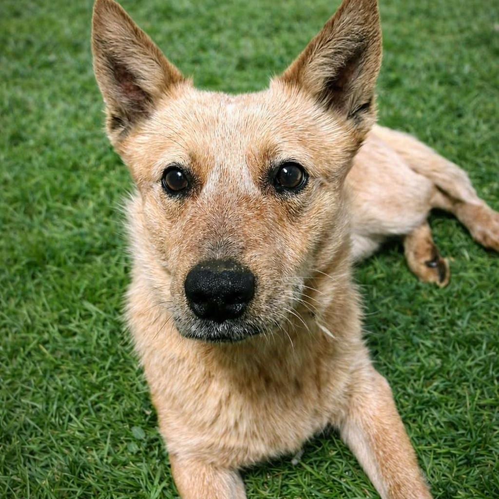 Wylie, adopted, Young Male Australian Cattle Dog / Blue Heeler & Mixed Breed.