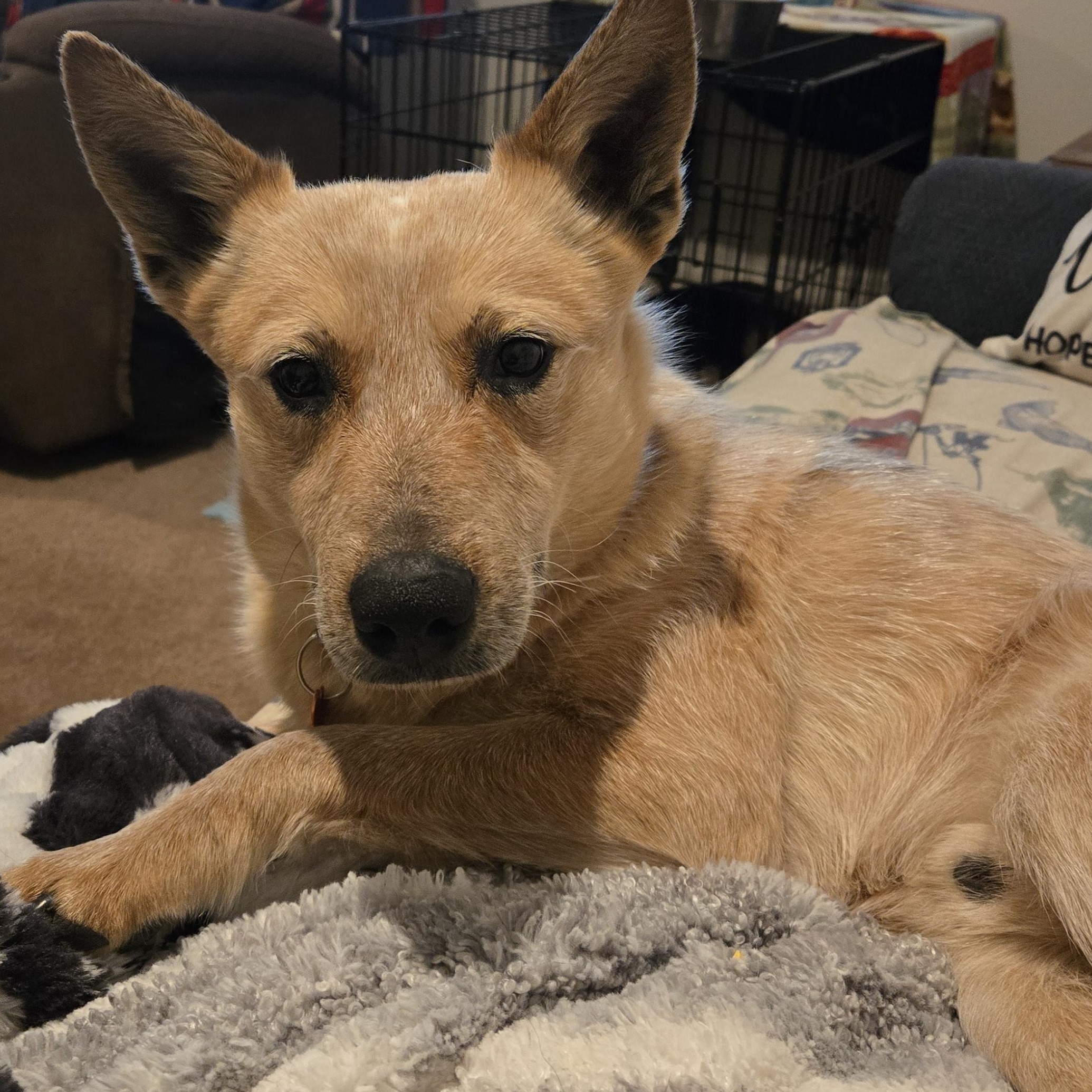 Wylie, an adopted mixed breed in Springfield, MO image 3/6
