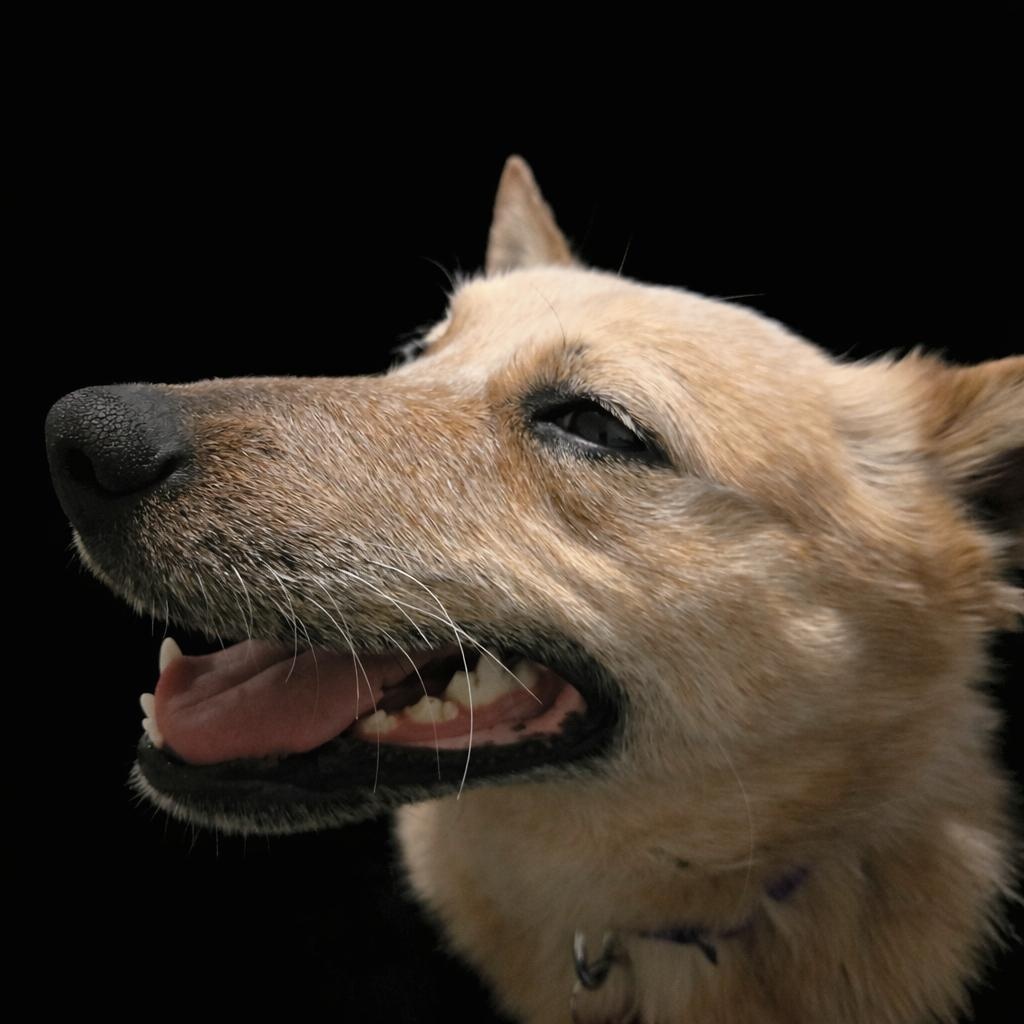 Wylie, an adopted mixed breed in Springfield, MO image 2/6