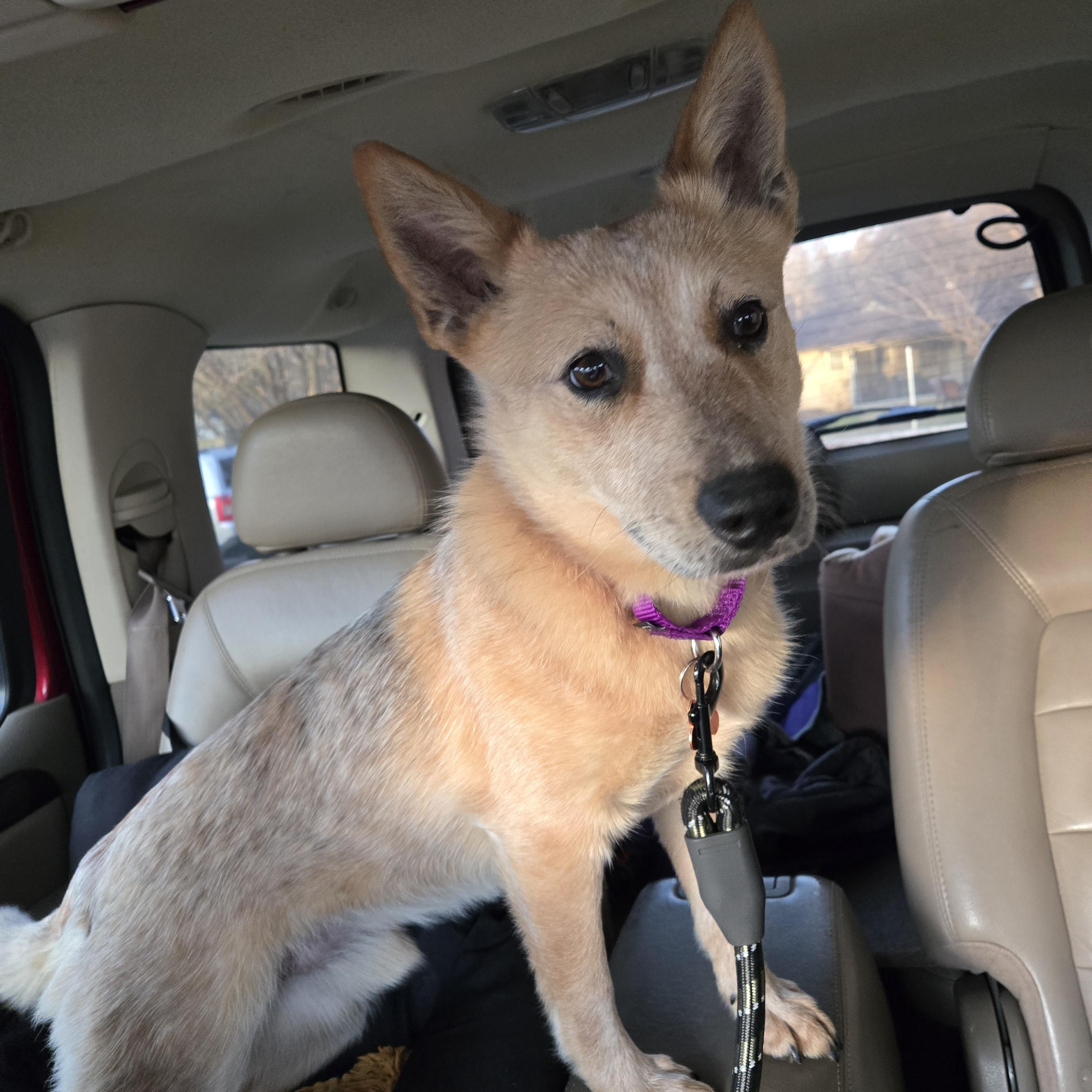 Wylie, an adopted mixed breed in Springfield, MO image 6/6