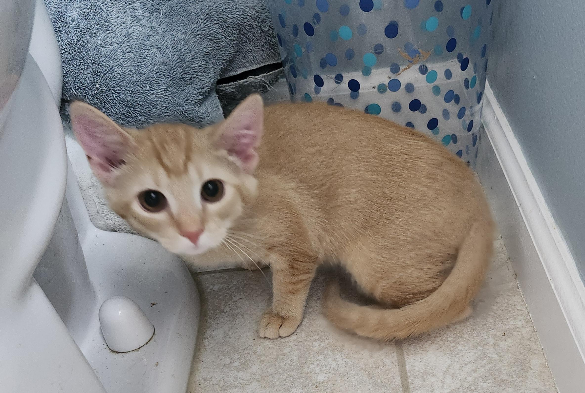 'VELMA', ADOPTABLE, Kitten Female Abyssinian & Tabby.