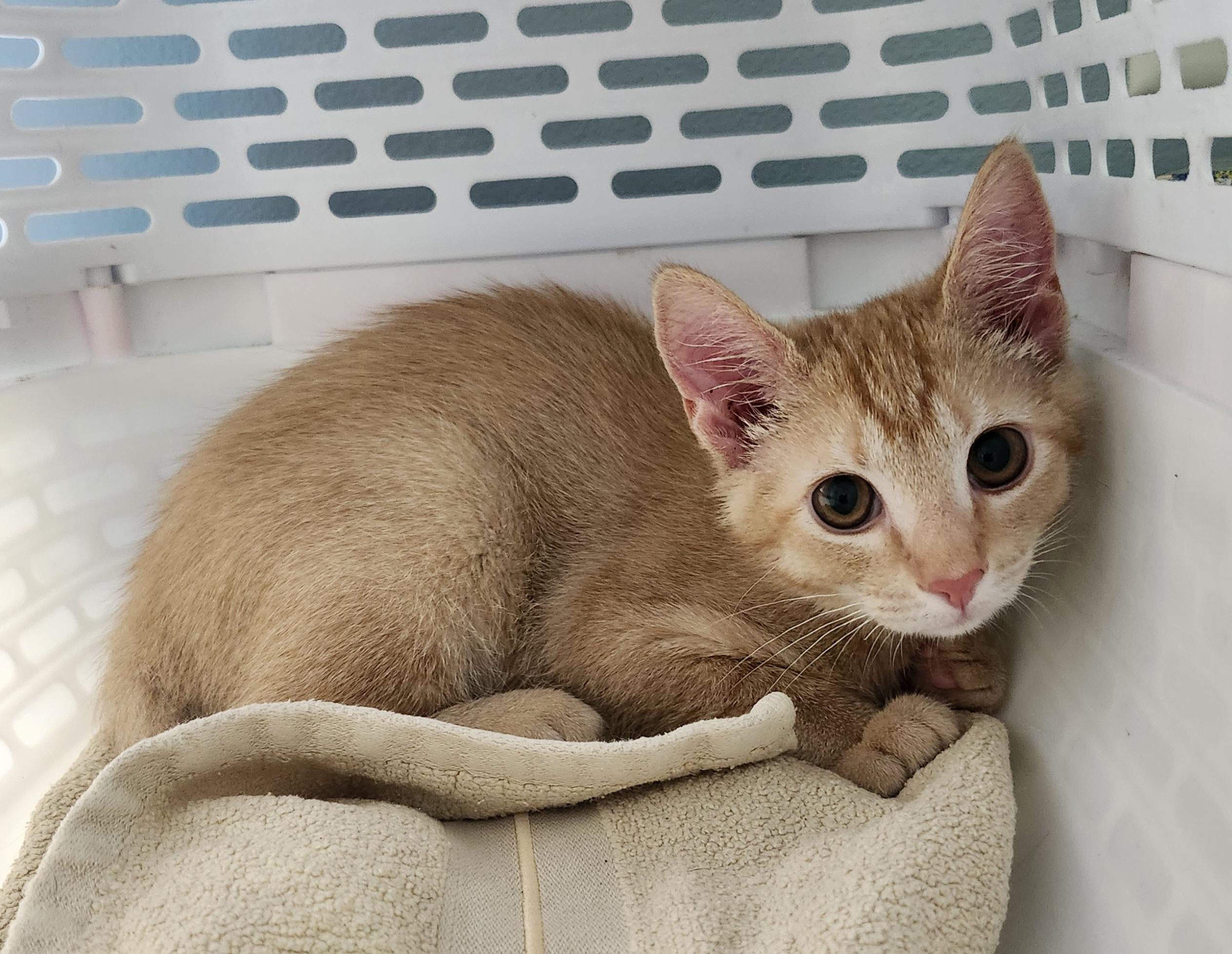 Enlarge 'VELMA', a ADOPTABLE mixed breed in North East, MD image 3/4