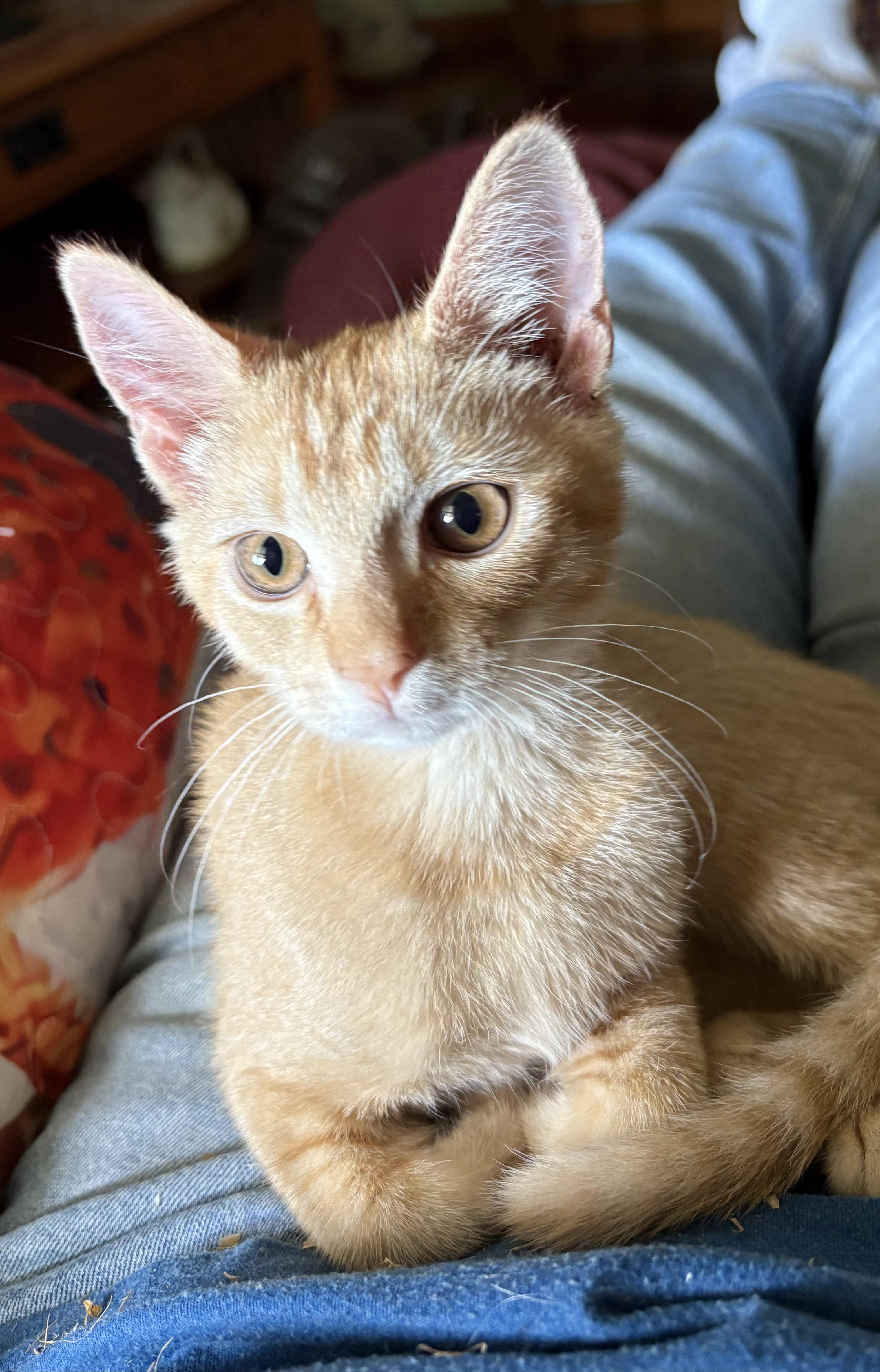 Enlarge 'VELMA', a ADOPTABLE mixed breed in North East, MD image 4/4
