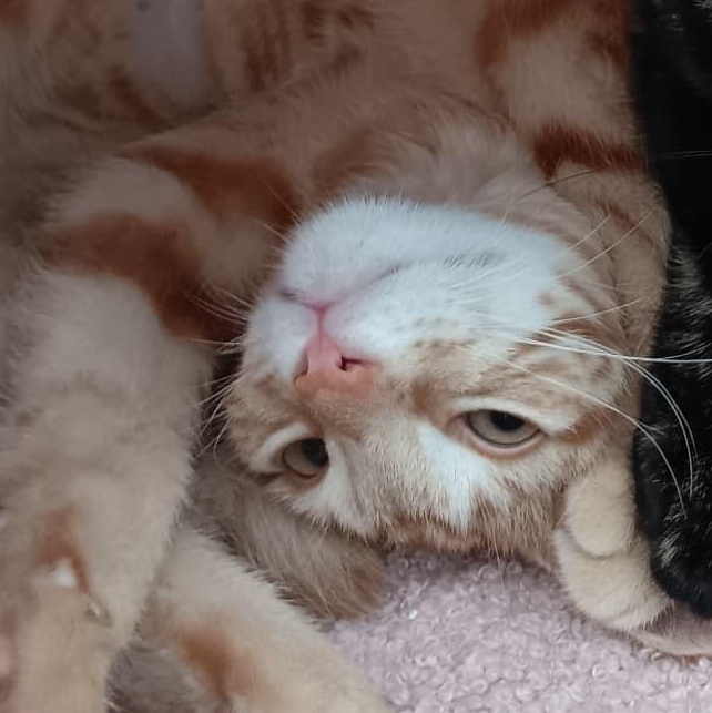 Enlarge Figgy, a ADOPTABLE Domestic Short Hair in Astoria, NY image 3/6