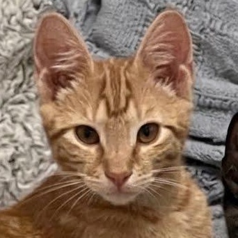 Enlarge Figgy, a ADOPTABLE Domestic Short Hair in Astoria, NY image 2/6