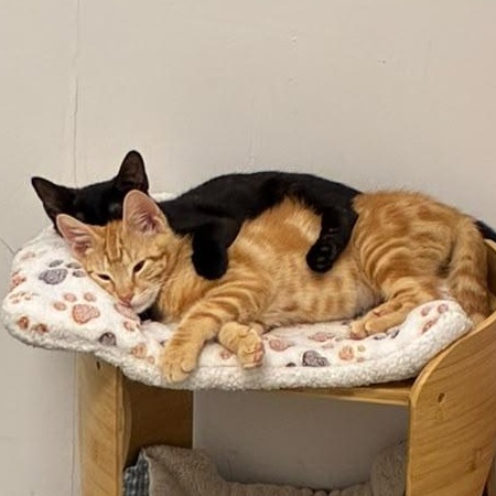 Enlarge Figgy, a ADOPTABLE Domestic Short Hair in Astoria, NY image 6/6