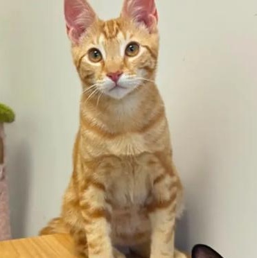 Figgy, ADOPTABLE, Kitten Male Domestic Short Hair.