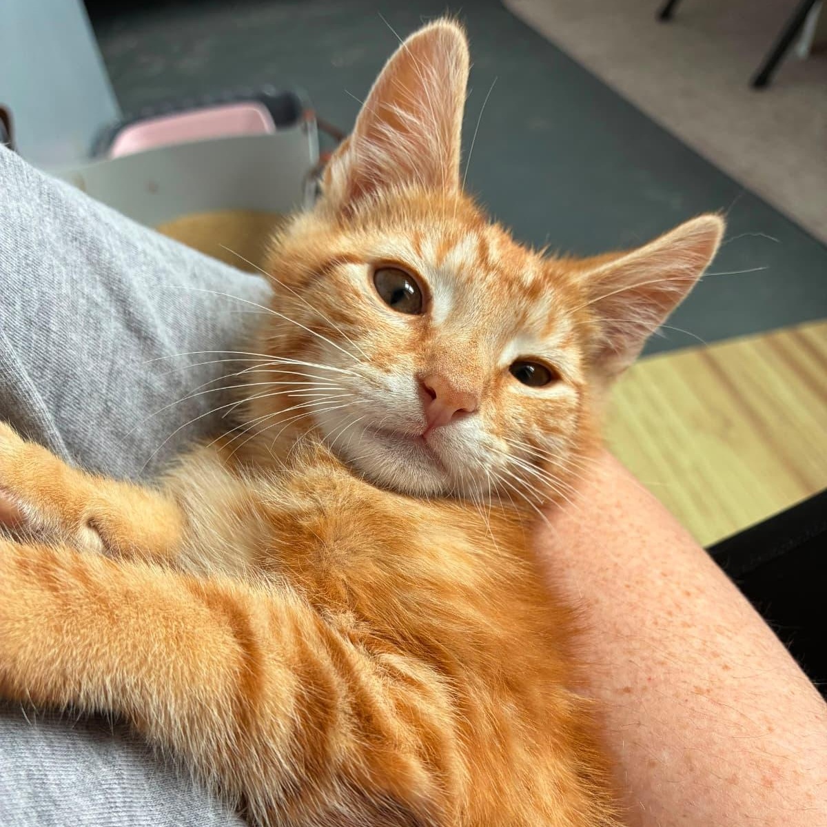 Enlarge Figgy, a ADOPTABLE Domestic Short Hair in Astoria, NY image 5/6