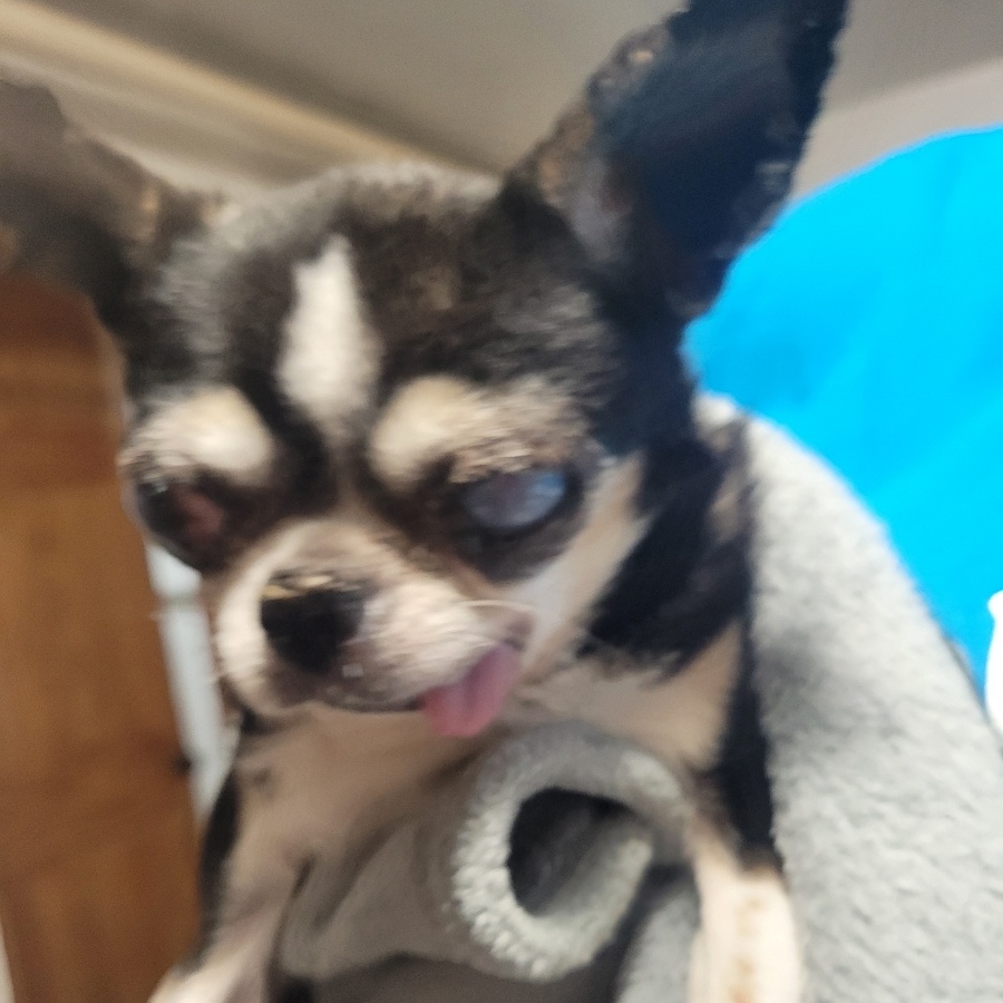 Nonna, a Adopted Chihuahua in Baldwin, NY image 1/2