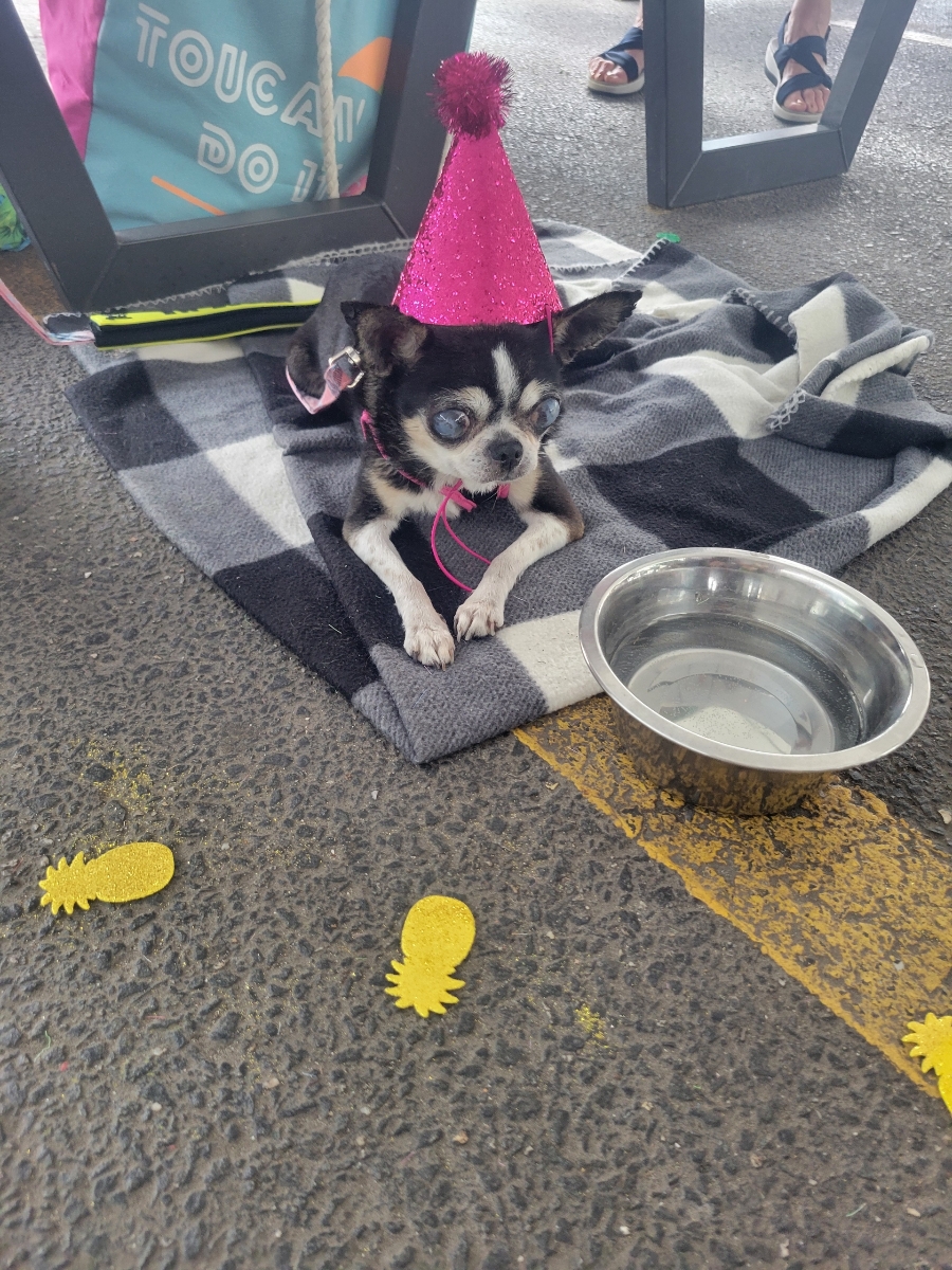 Nonna, a Adopted Chihuahua in Baldwin, NY image 2/2