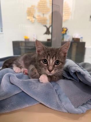 Po, Adopted, Kitten Male Domestic Short Hair & Domestic Short Hair.