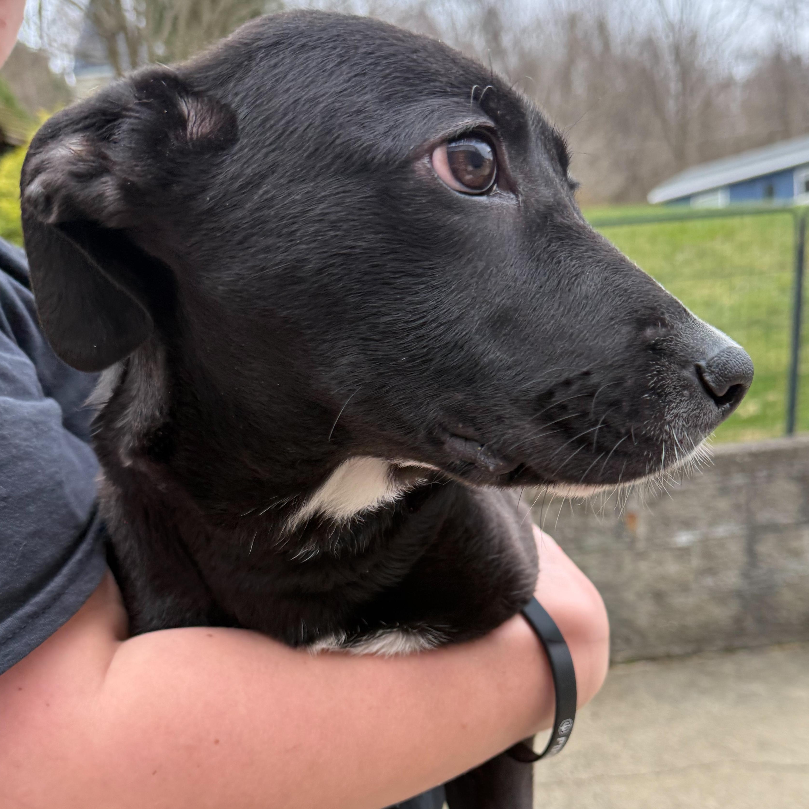 Spring, an adopted mixed breed in Latrobe, PA image 4/5