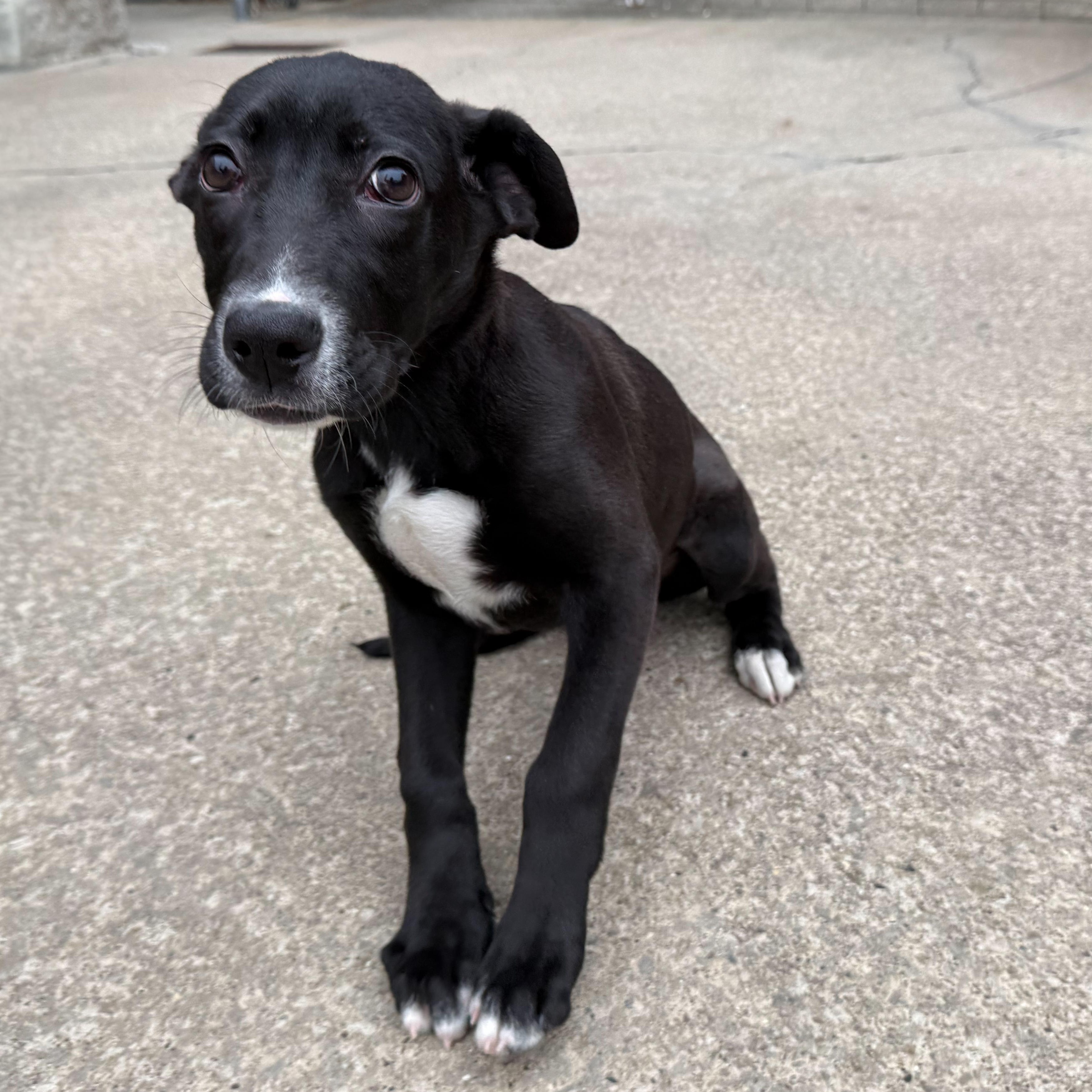 Spring, an adopted mixed breed in Latrobe, PA image 1/5