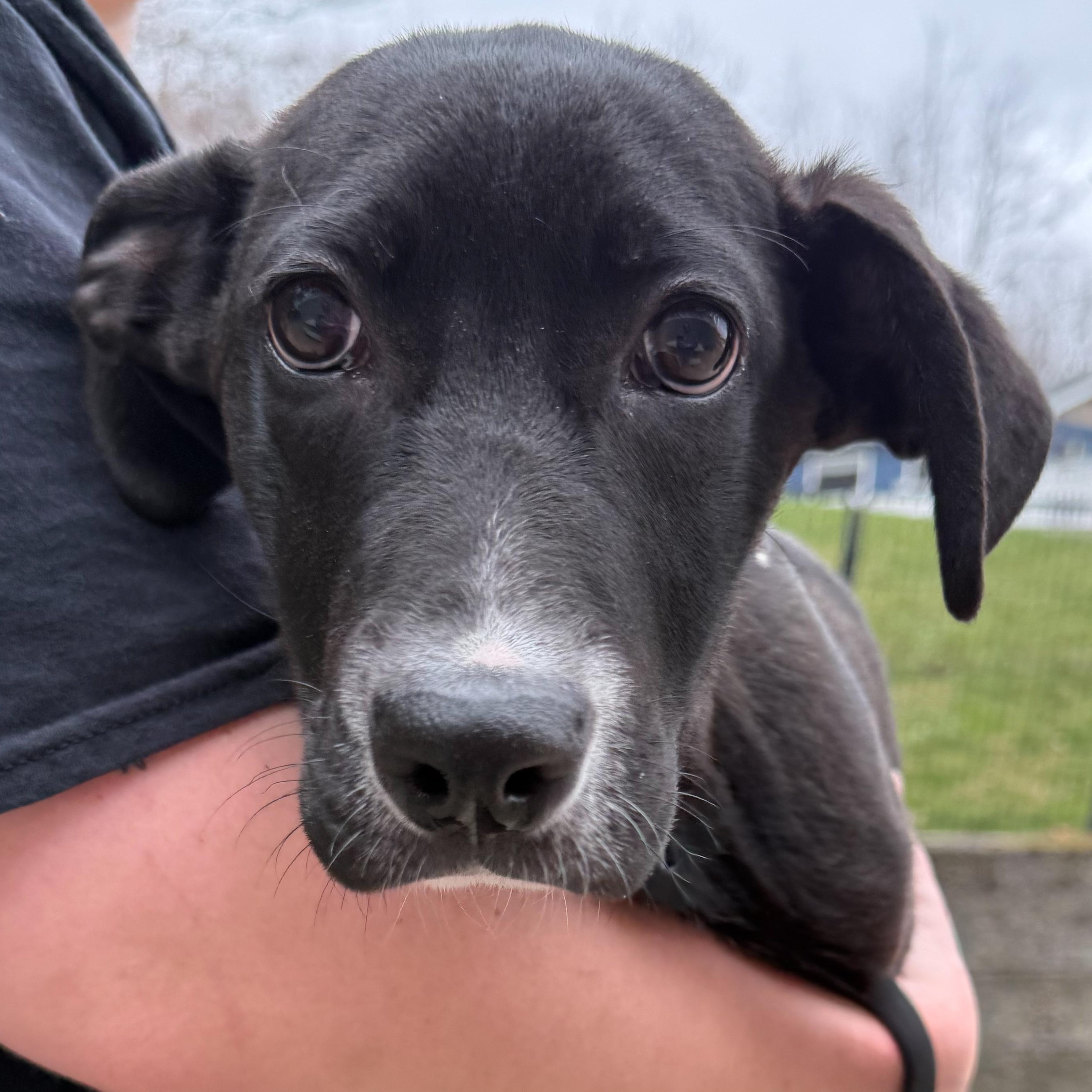 Spring, an adopted mixed breed in Latrobe, PA image 2/5