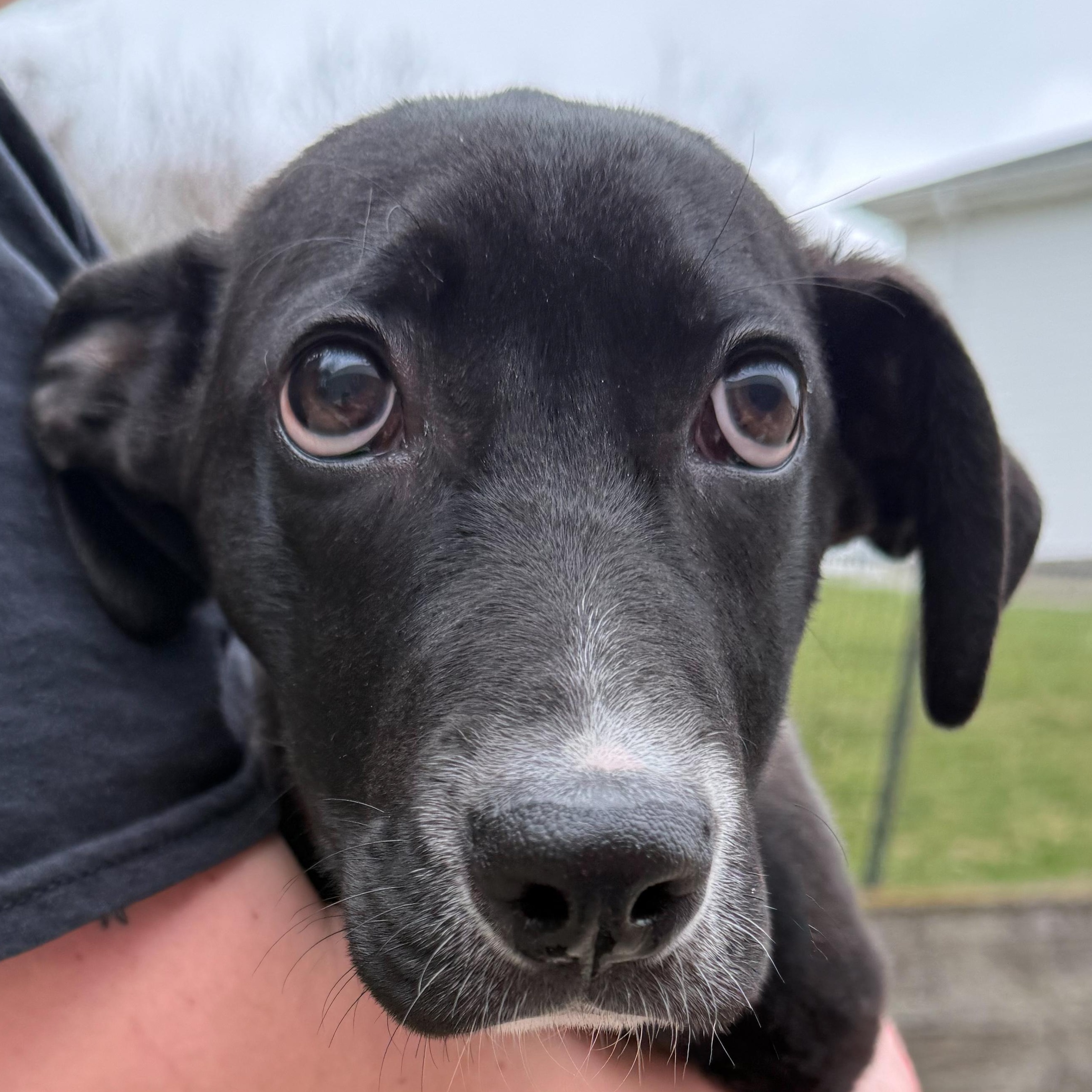 Spring, an adopted mixed breed in Latrobe, PA image 3/5