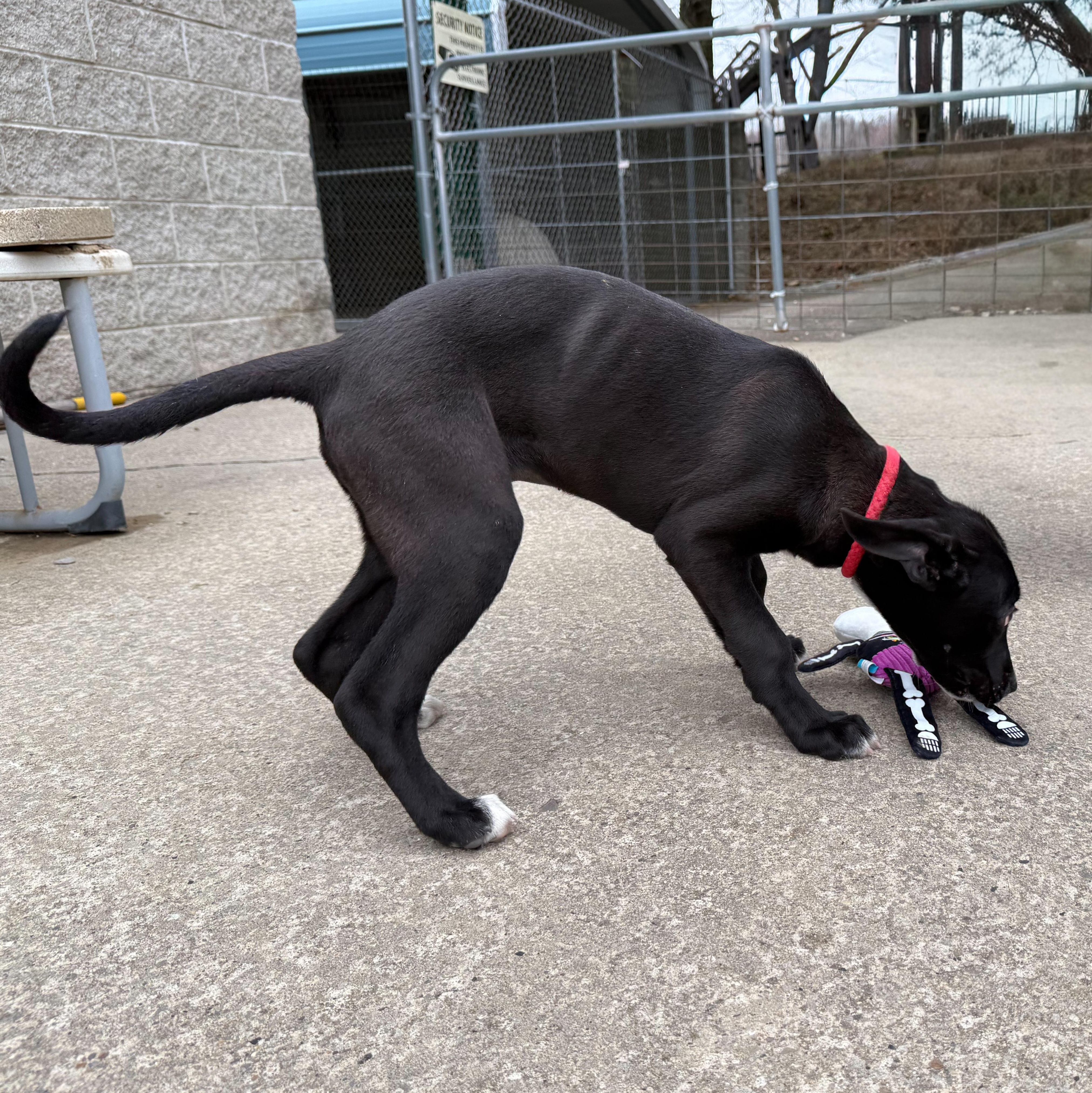 Spring, an adopted mixed breed in Latrobe, PA image 5/5