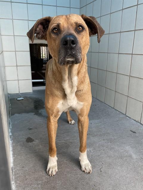 CANELO, Adoptable, Adult Male Black Mouth Cur.